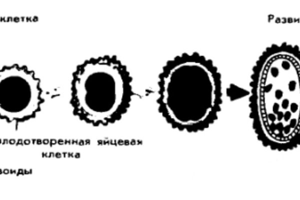 Kraken telegraph